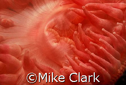 Bright red Dahlia Anemone. Vis 1 metre!
went in close fo... by Mike Clark 